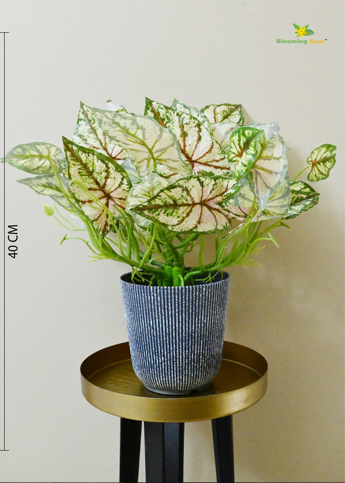 Boho Bliss Caladium Plant