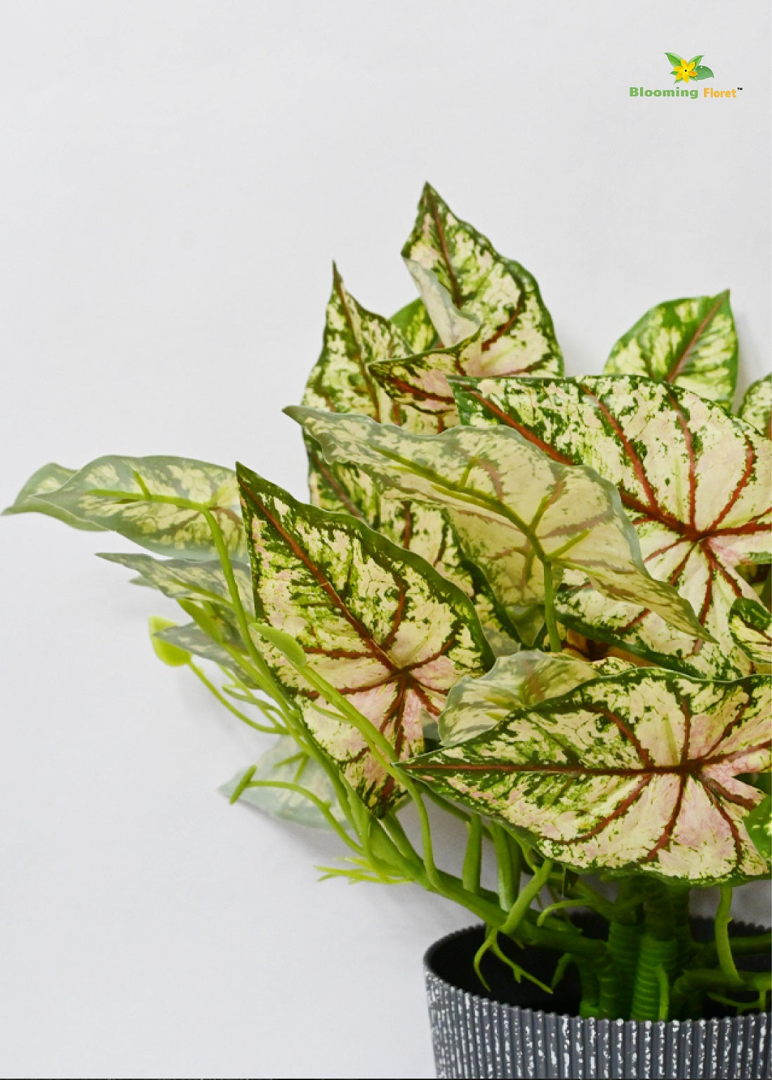 Boho Bliss Caladium Plant