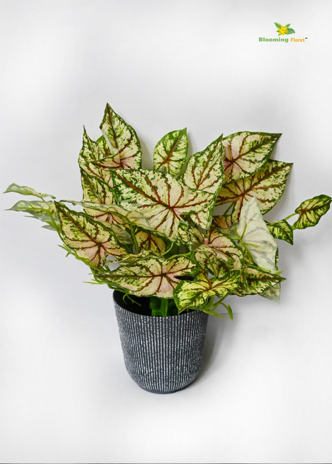 Boho Bliss Caladium Plant