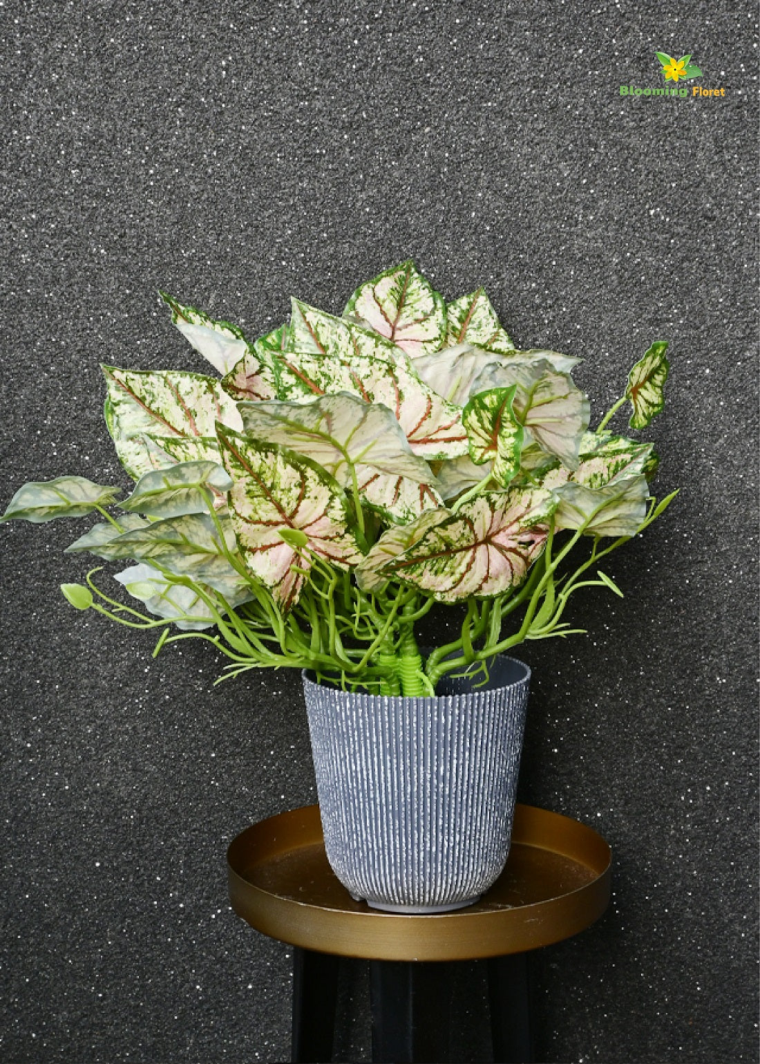 Boho Bliss Caladium Plant