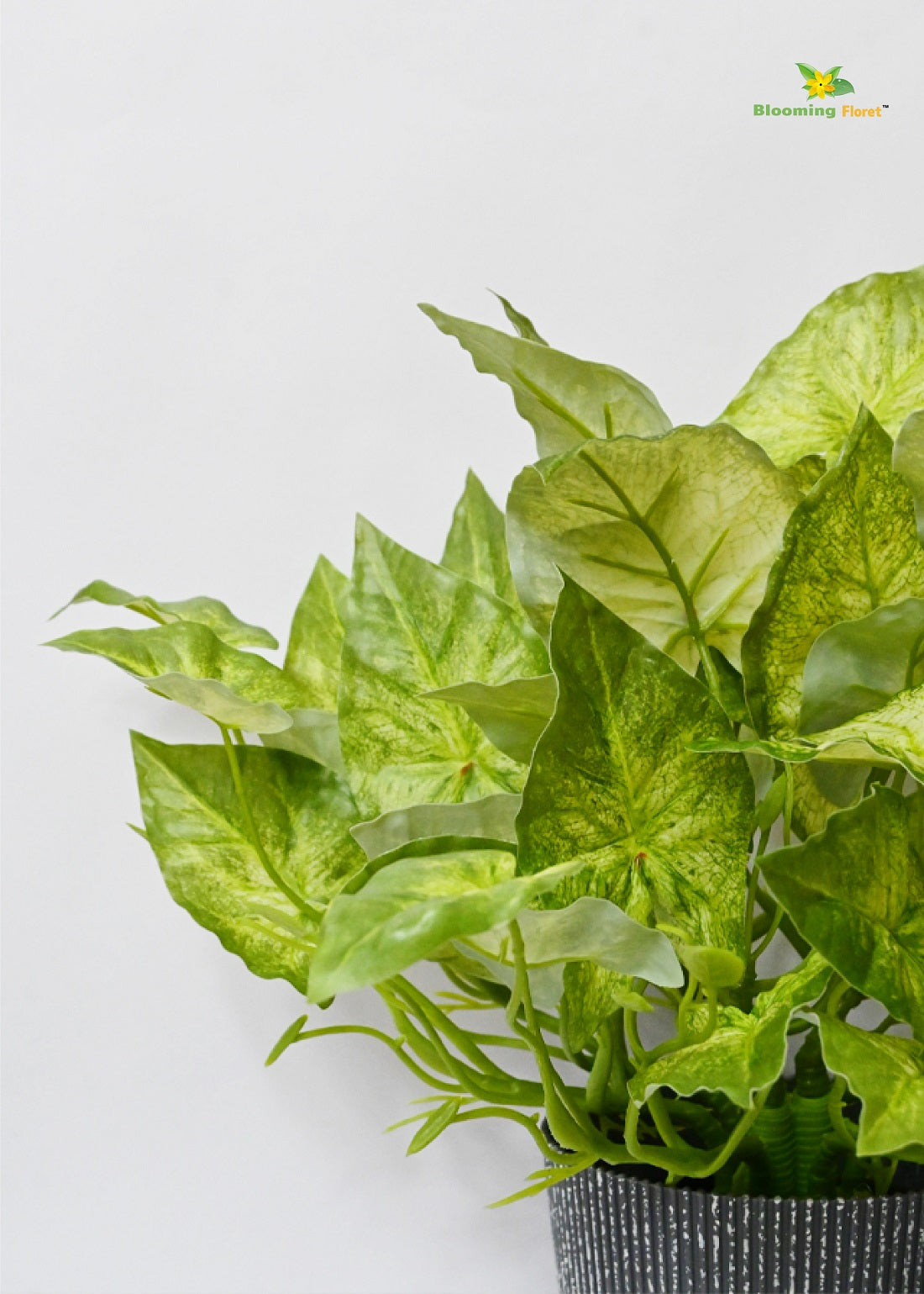 Boho Bliss Caladium Plant