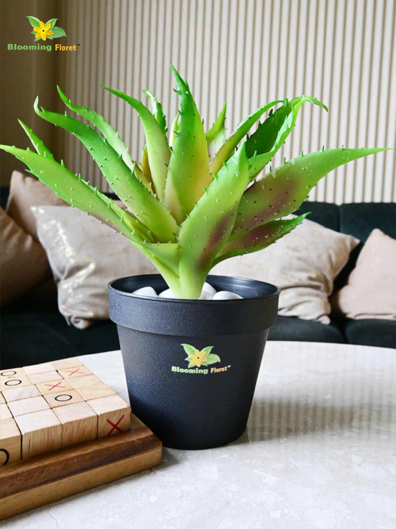 Aloe Vera Plant - Small Light Green Leaves