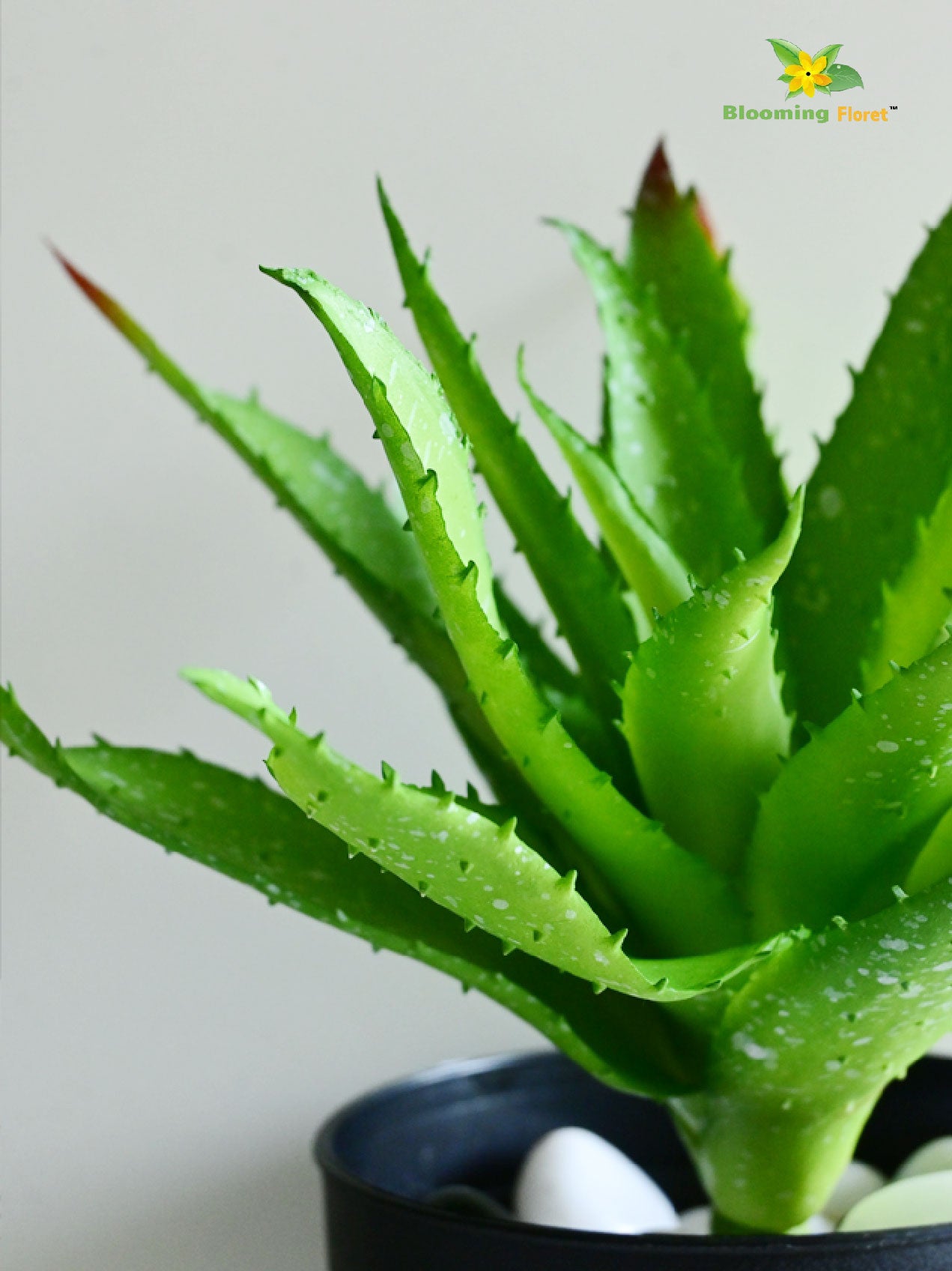 Aloe Vera Plant - Green