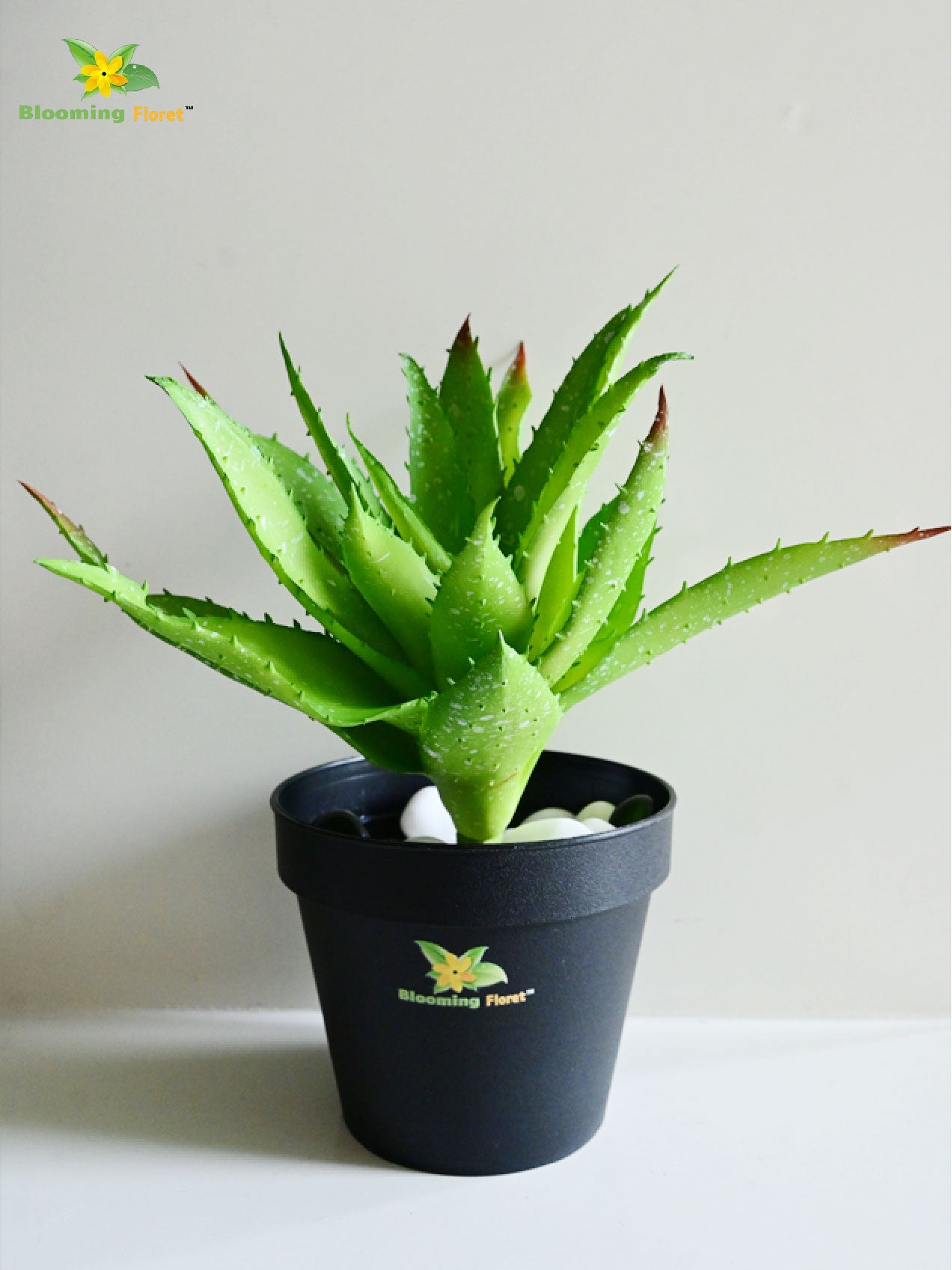 Aloe Vera Plant - Green