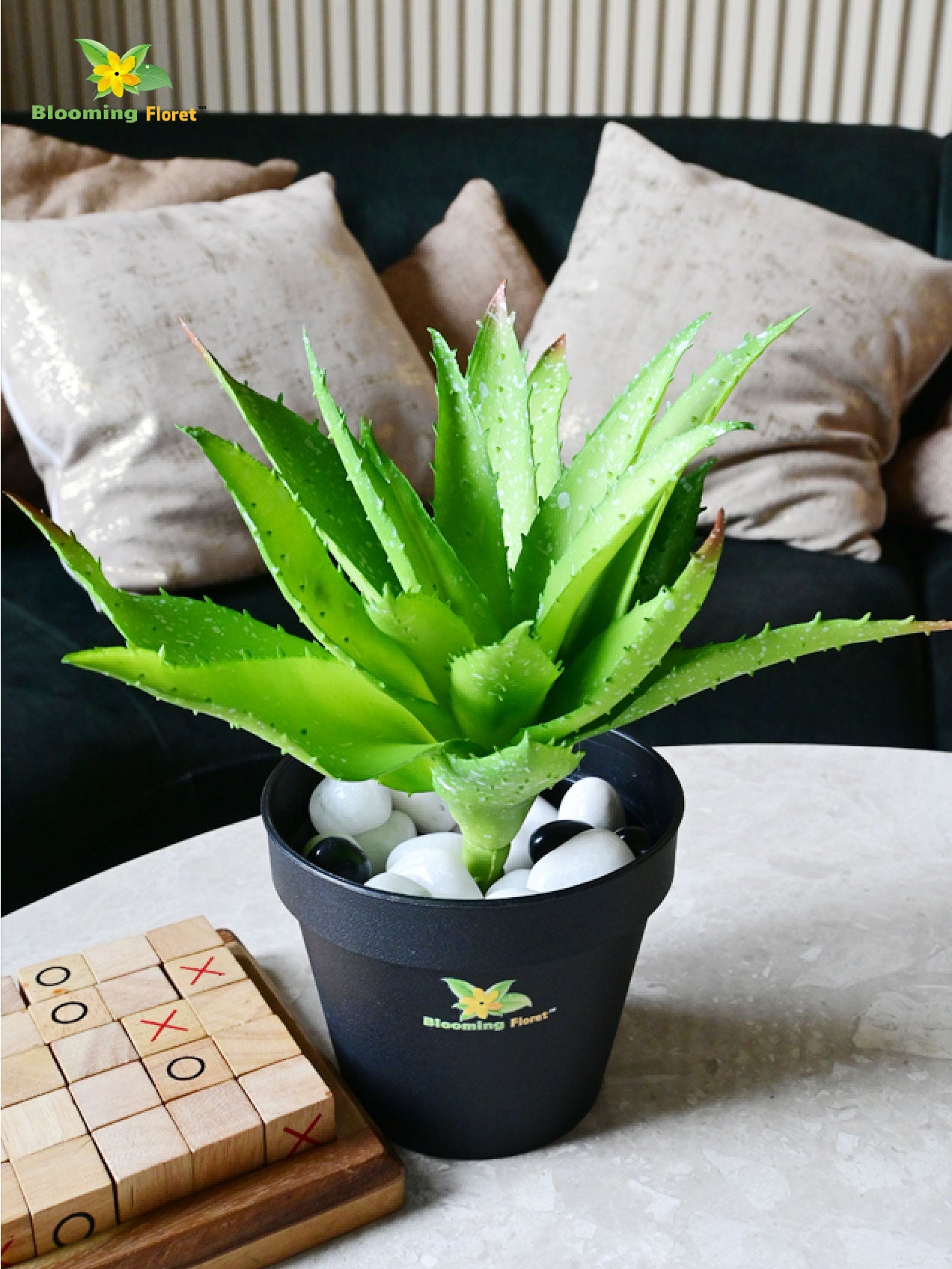Aloe Vera Plant - Green