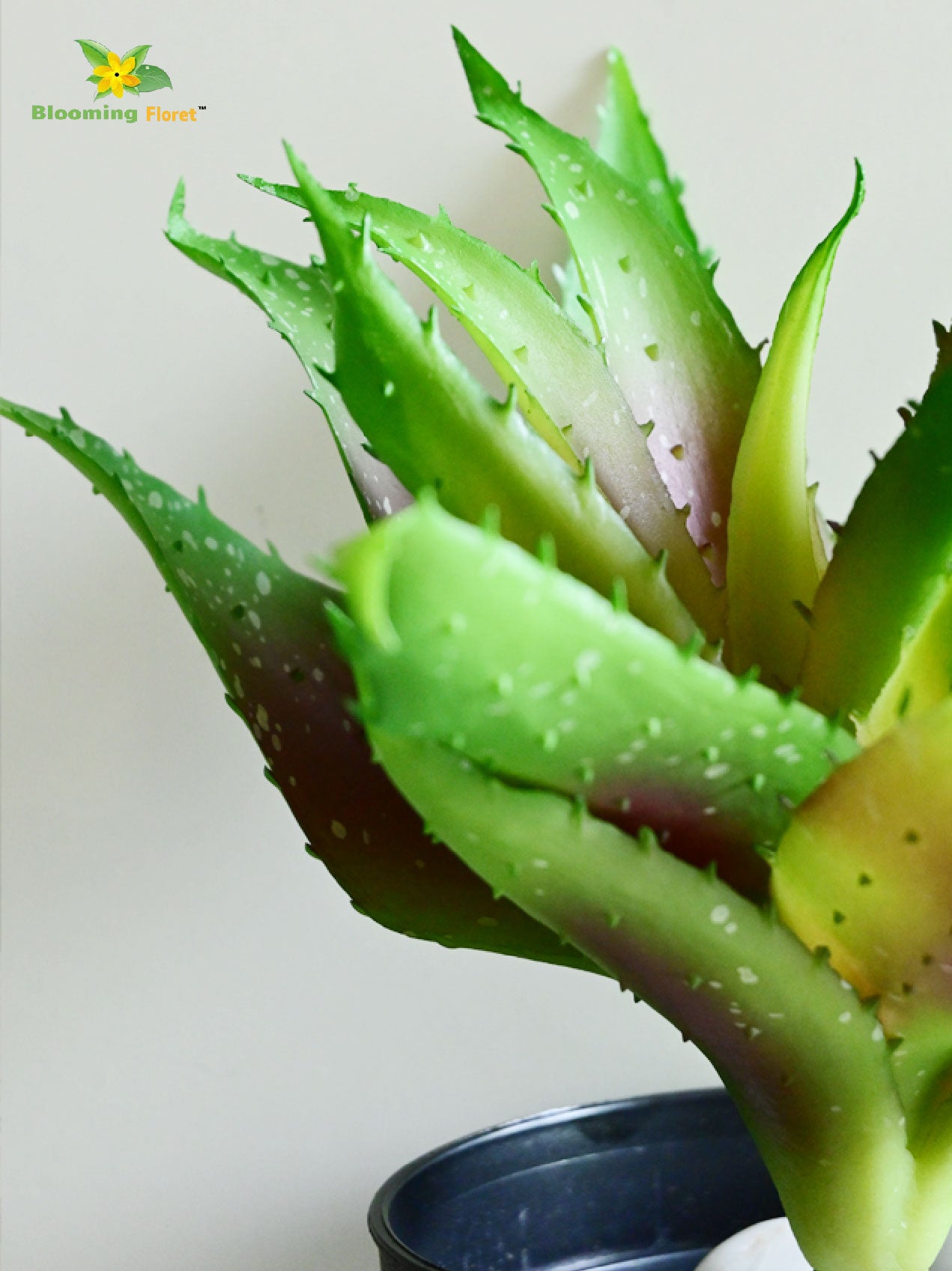 Aloe Vera Plant - Small Light Green Leaves