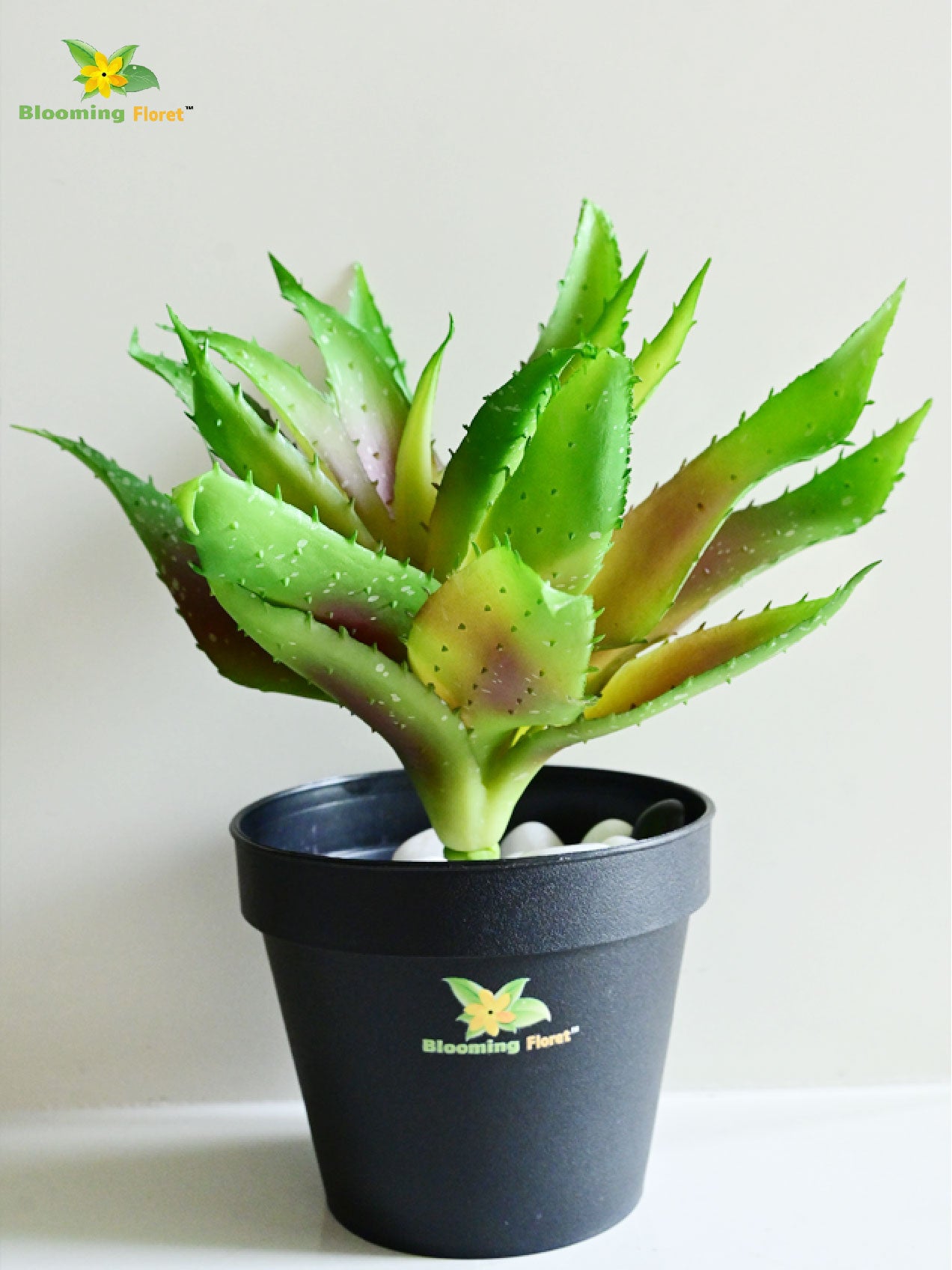 Aloe Vera Plant - Small Light Green Leaves