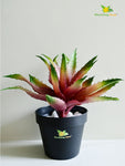 Aloe Vera Plant - Green and Maroon
