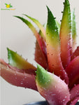 Aloe Vera Plant - Green and Maroon