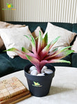 Aloe Vera Plant - Green and Maroon