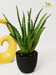 Aloe Vera Plant - Dark Green