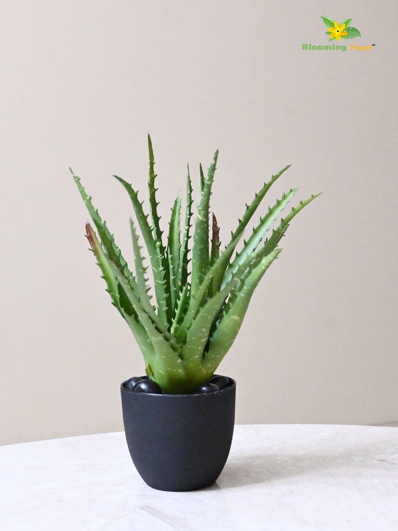 Aloe Vera Plant - Dark Green