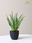 Aloe Vera Plant - Dark Green