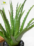 Aloe Vera Plant - Dark Green