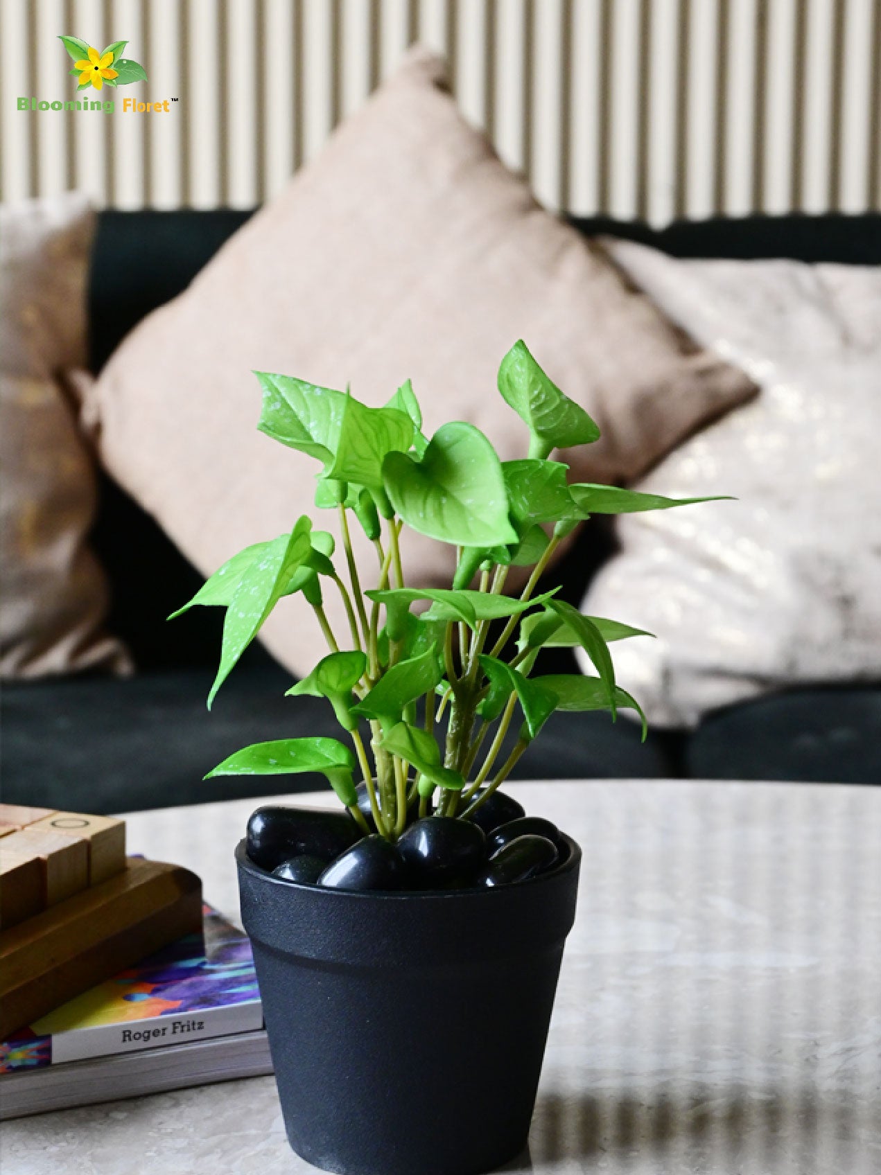 Money Plant Succulent - Light Green