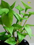 Money Plant Succulent - Light Green
