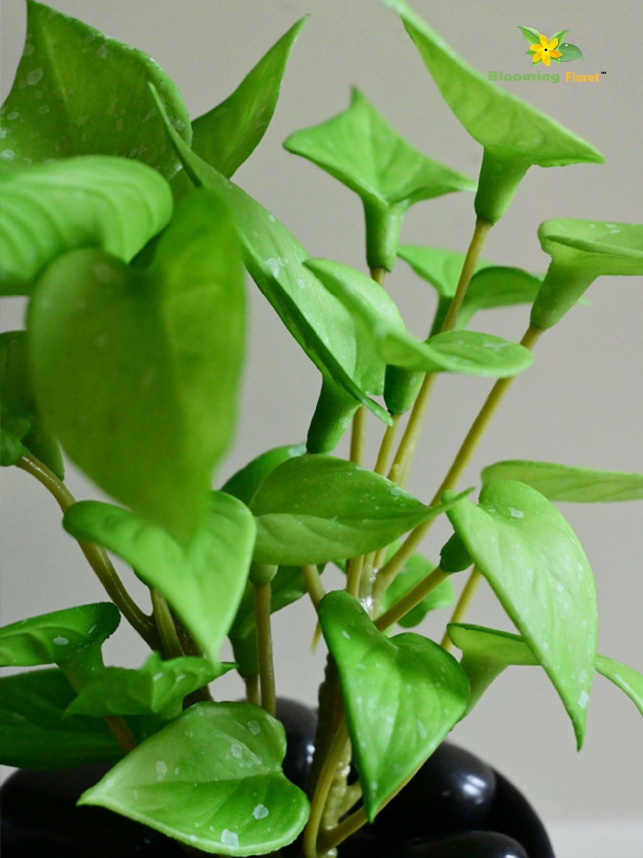 Money Plant Succulent - Light Green