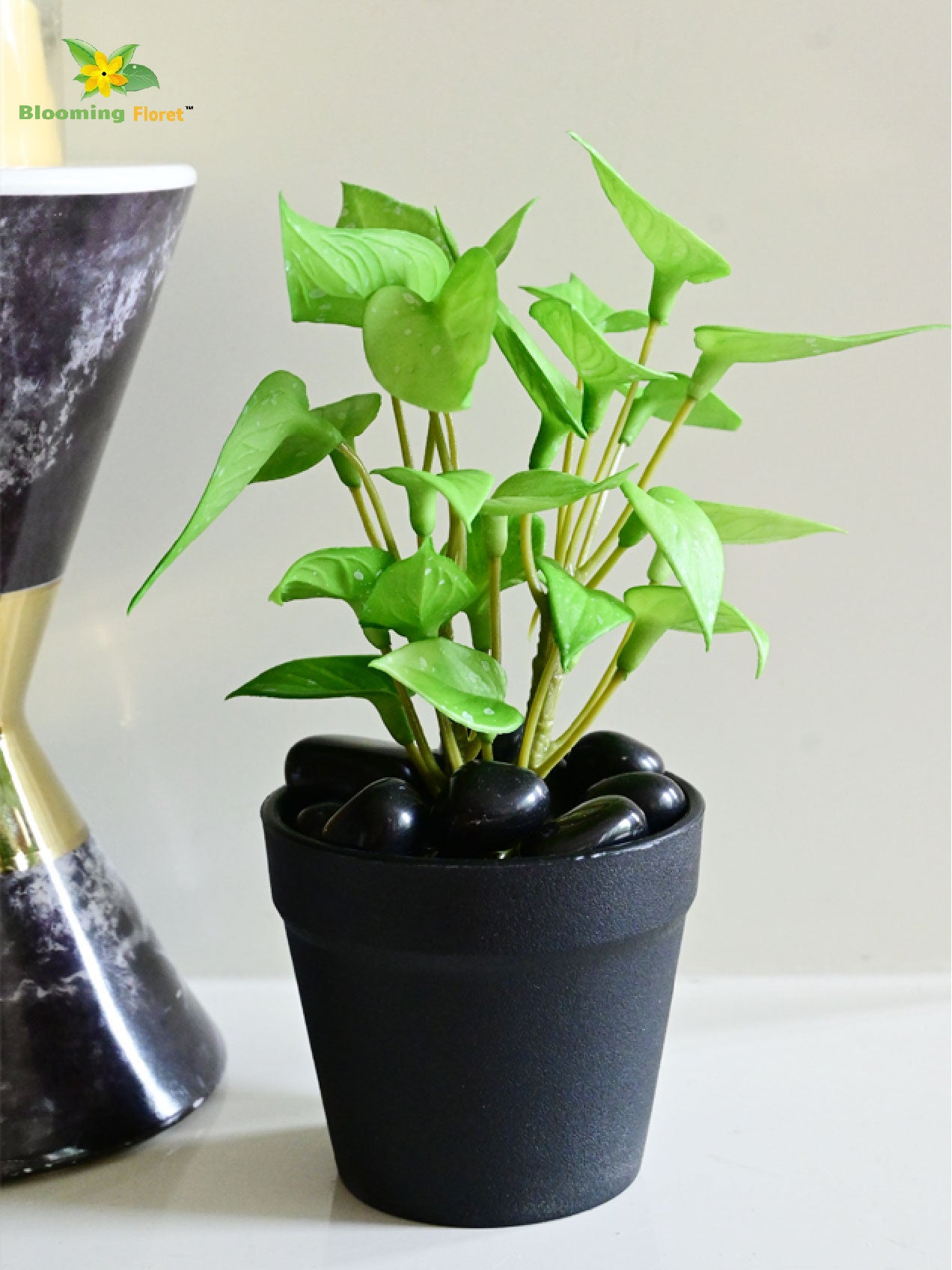 Money Plant Succulent - Light Green