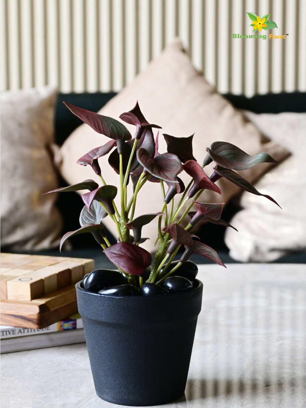 Money Plant Succulent - Maroon