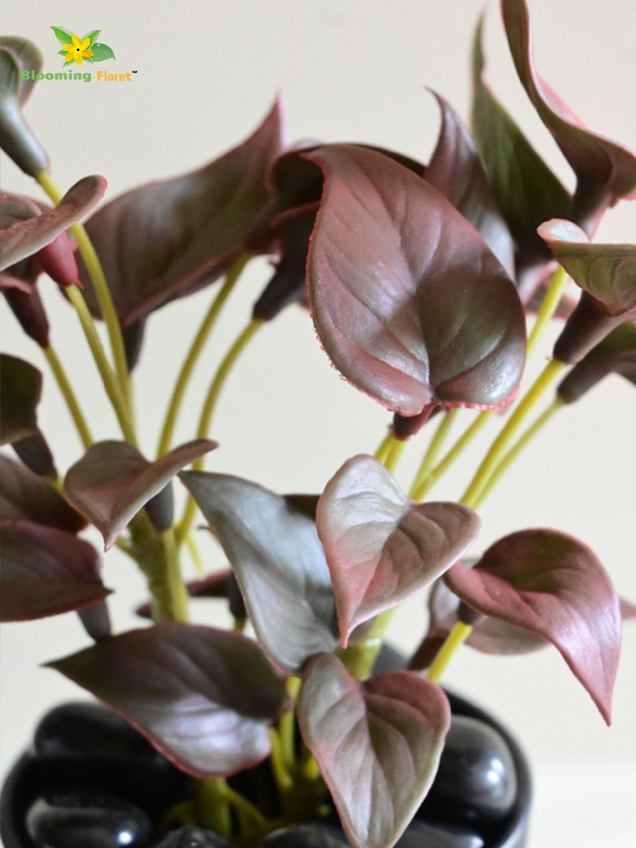 Money Plant Succulent - Maroon