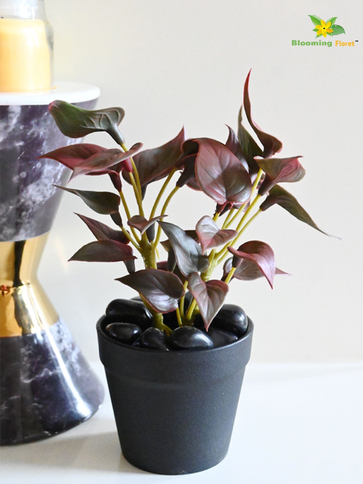 Money Plant Succulent - Maroon