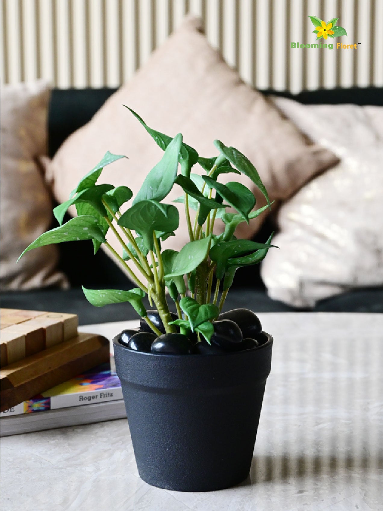 Money Plant Succulent - Small Green Leaves