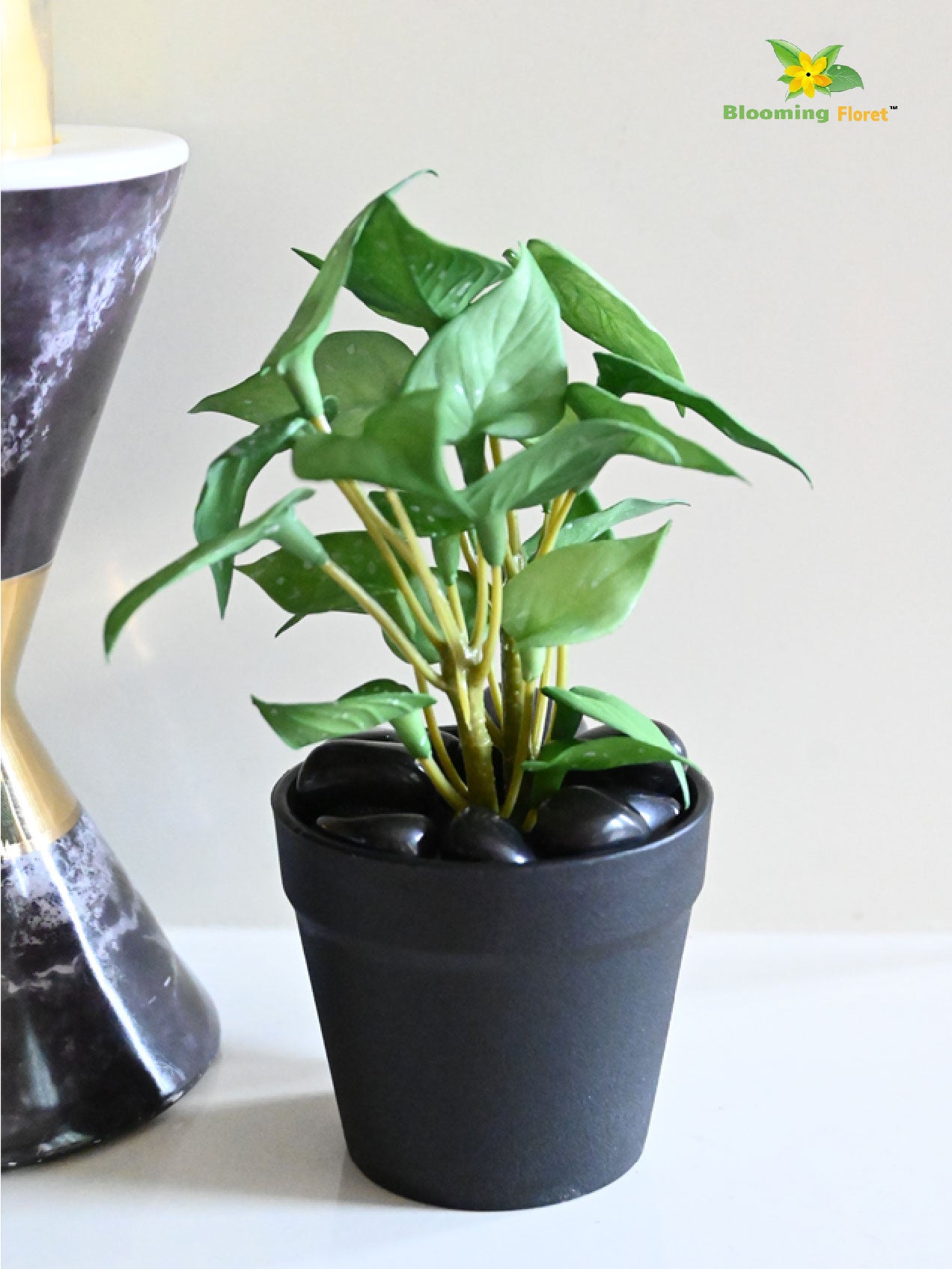 Money Plant Succulent - Small Green Leaves