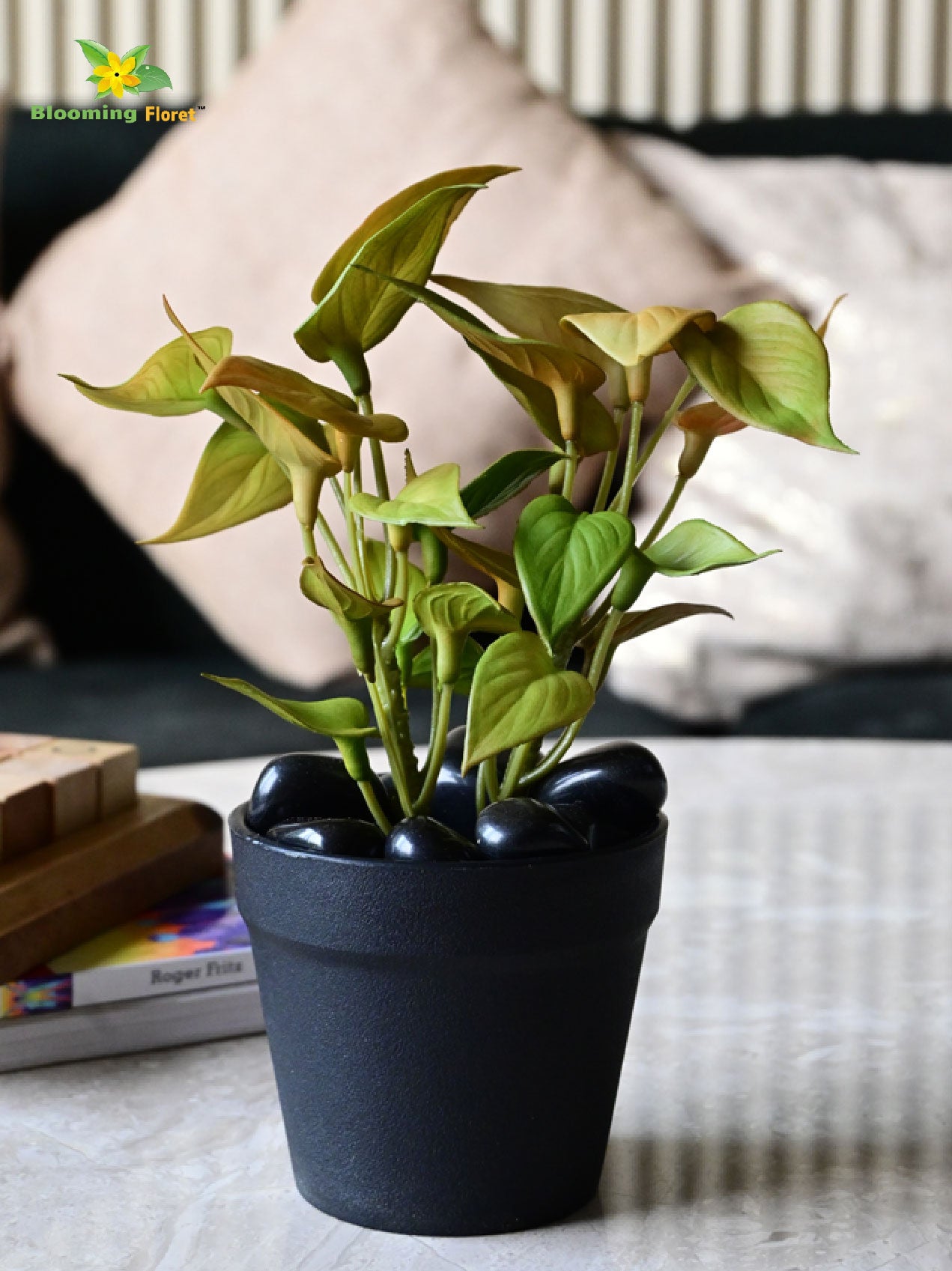 Money Plant Succulent - Army Green