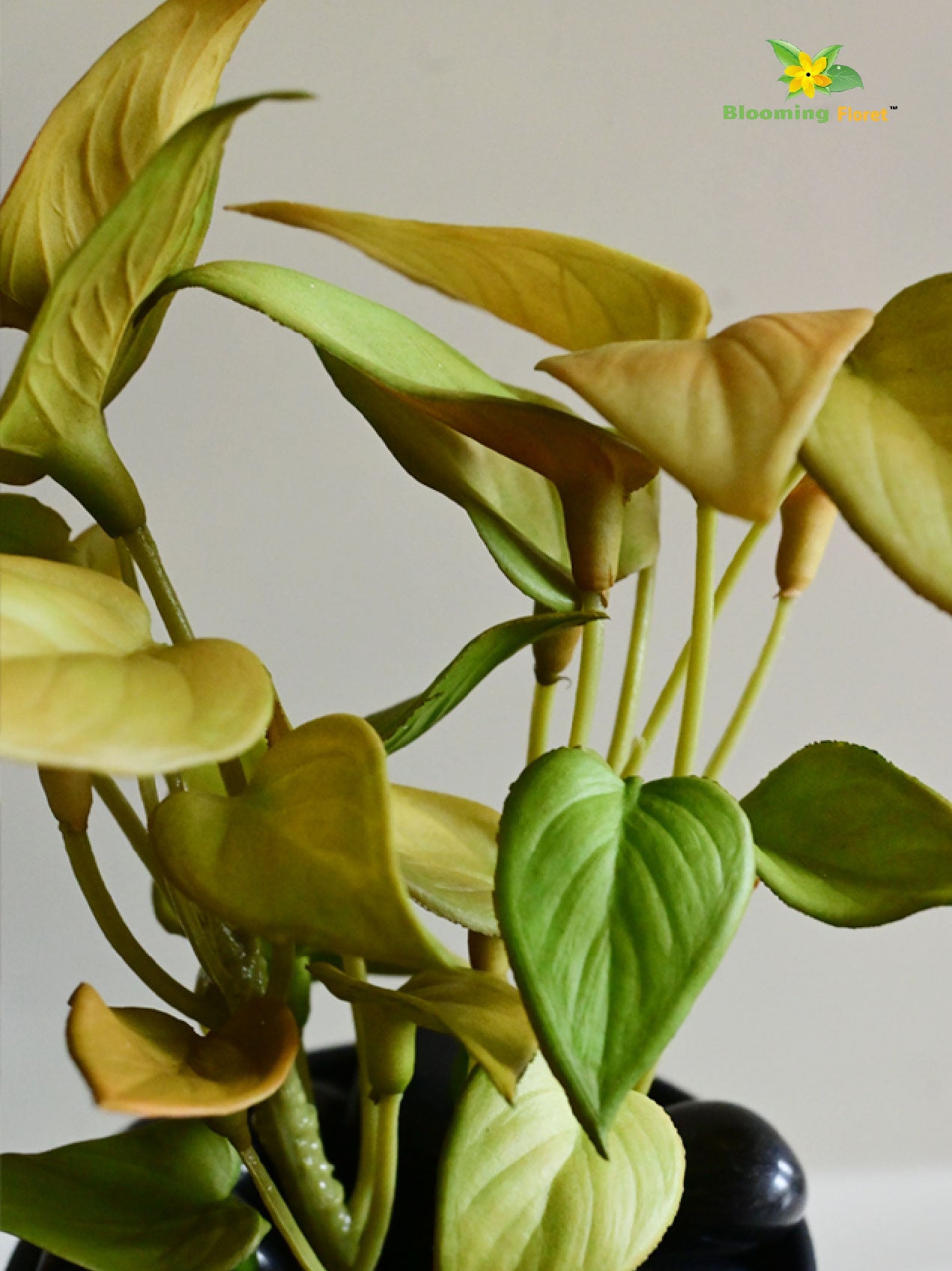 Money Plant Succulent - Army Green