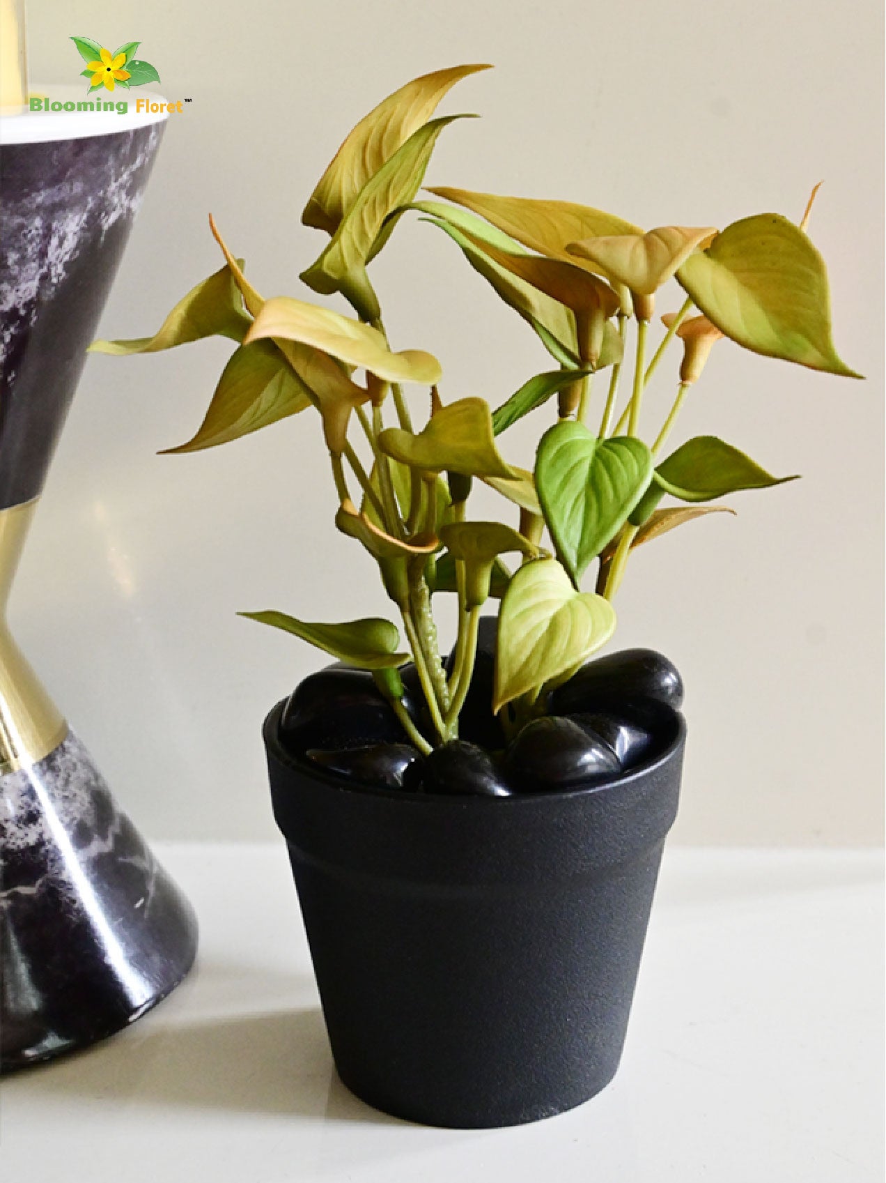 Money Plant Succulent - Army Green