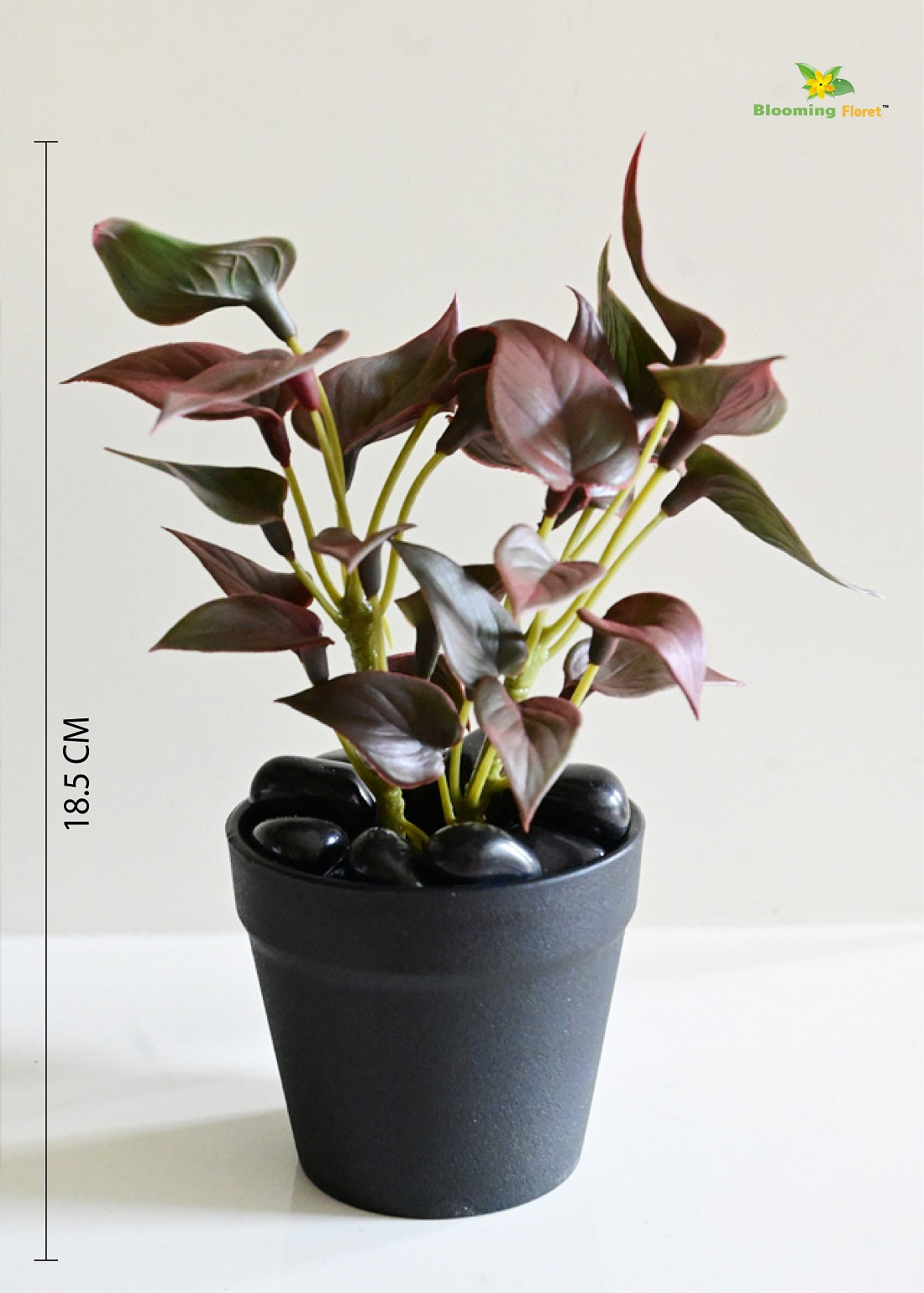 Effortless Money Plant Succulent