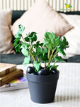 Mini Monstera Succulent - Light Green