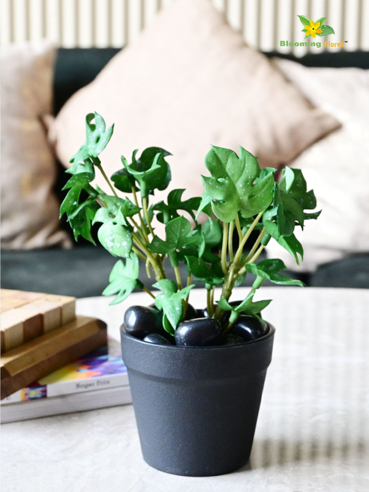 Mini Monstera Succulent - Light Green
