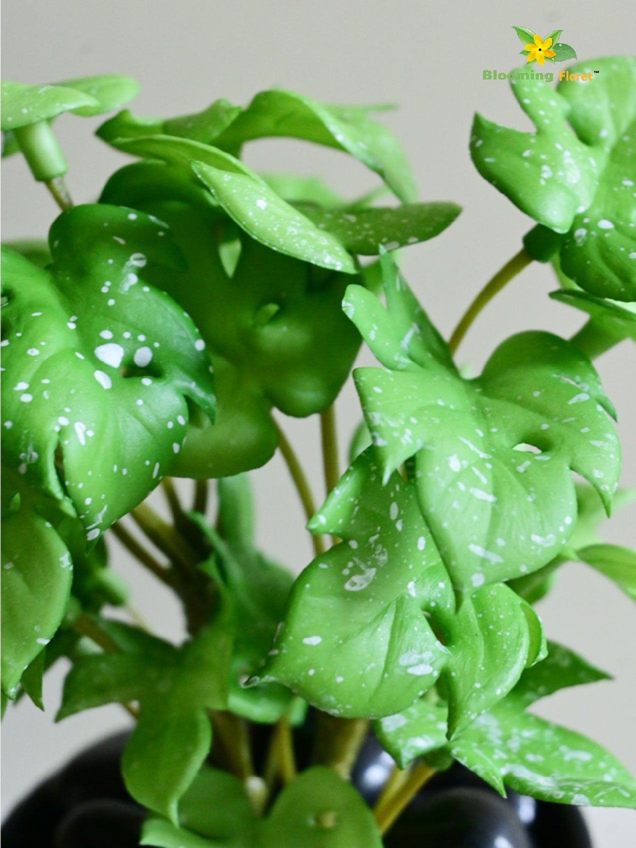 Mini Monstera Succulent - Light Green