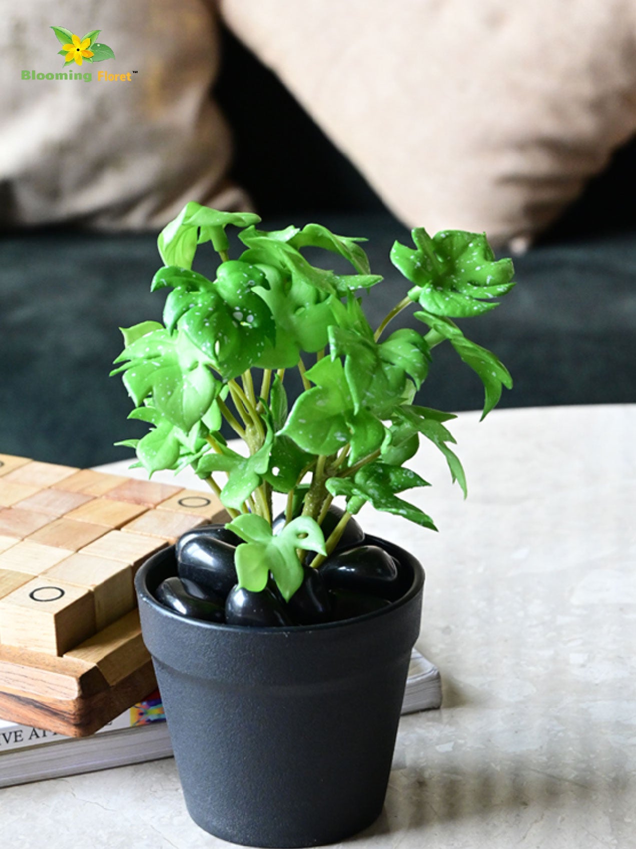 Mini Monstera Succulent - Light Green