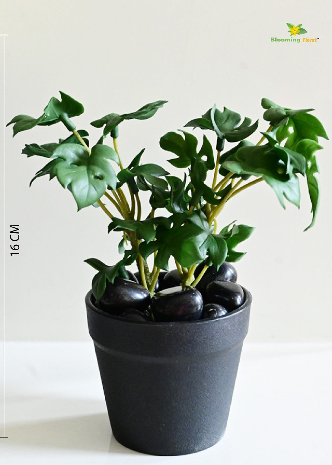 Mini Monstera Succulent