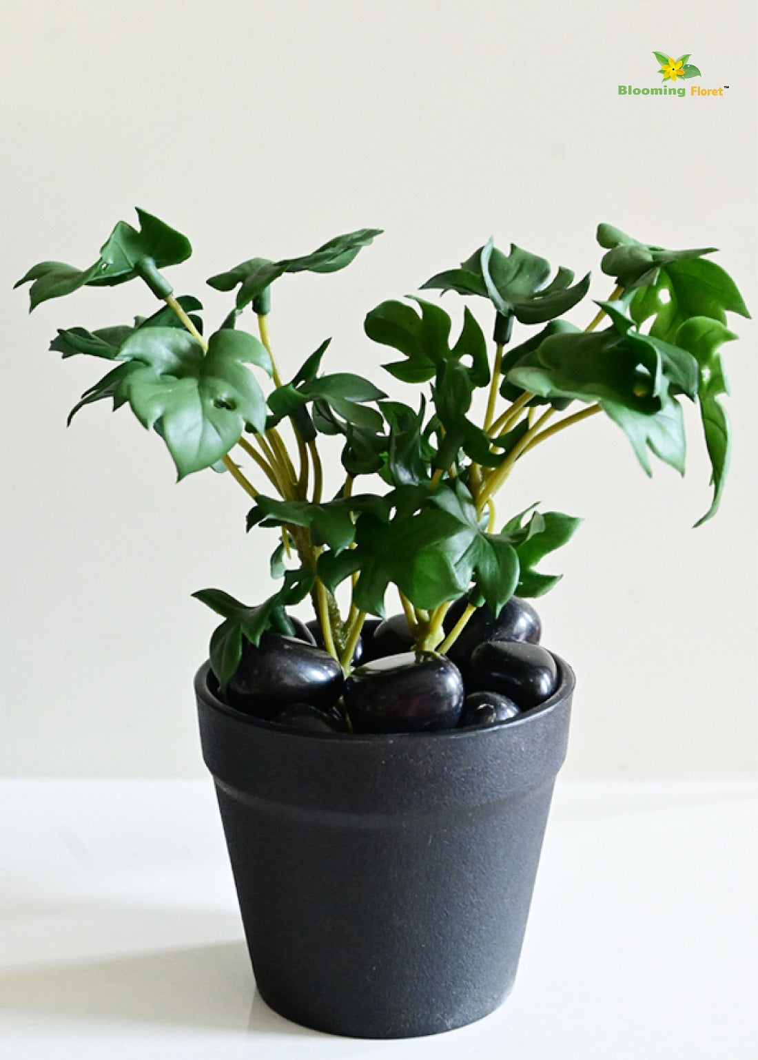 Mini Monstera Succulent