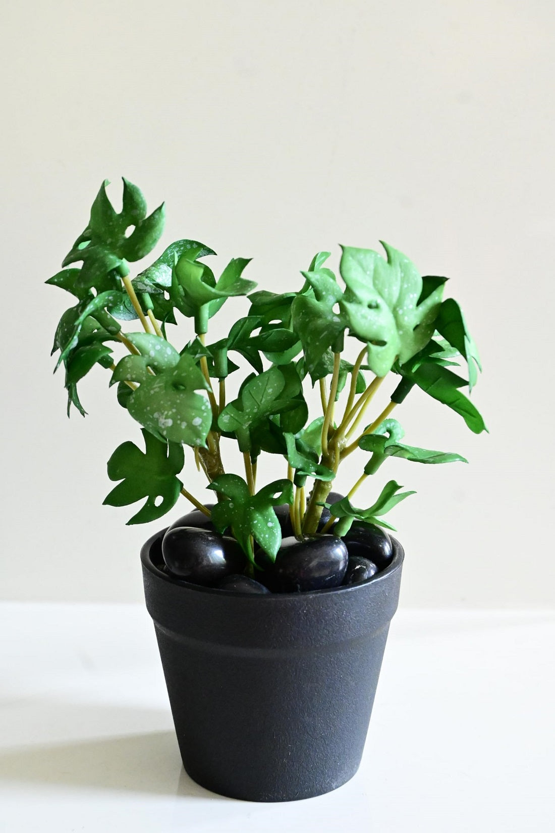 Mini Monstera Succulent