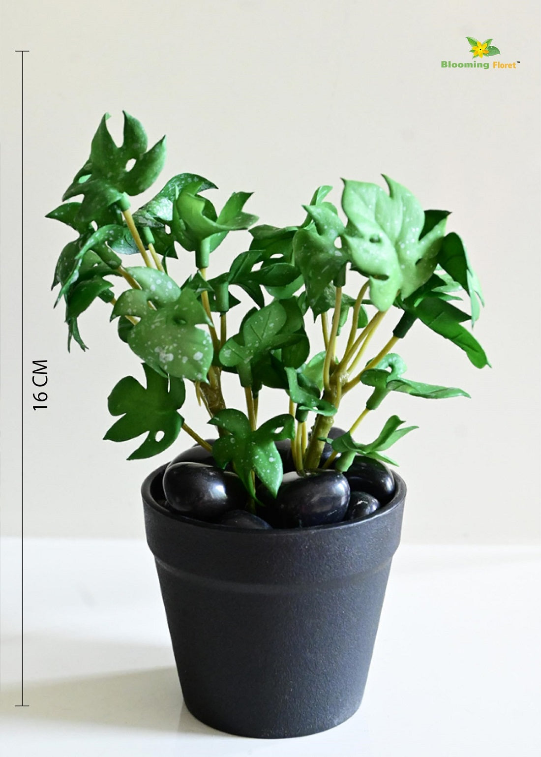 Mini Monstera Succulent