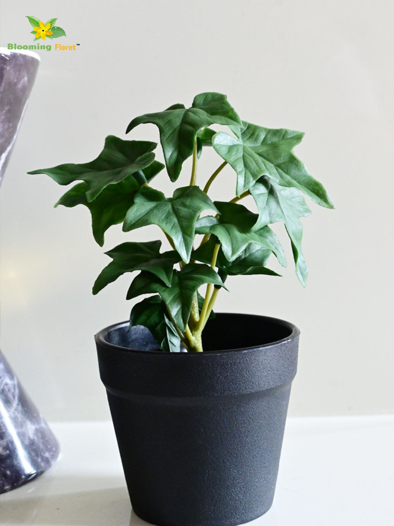 Ivy Succulent - Green