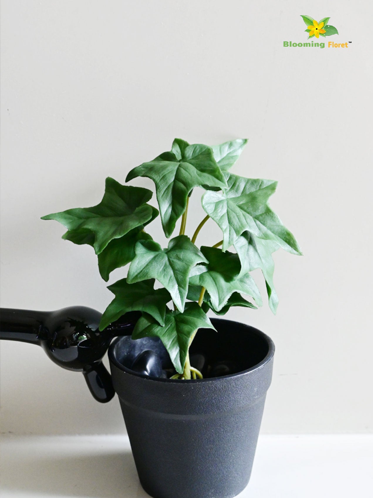 Ivy Succulent - Green