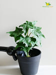 Ivy Succulent - Green