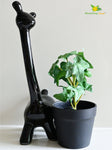 Ivy Succulent - Dark Green and White Leaves (Patterned)