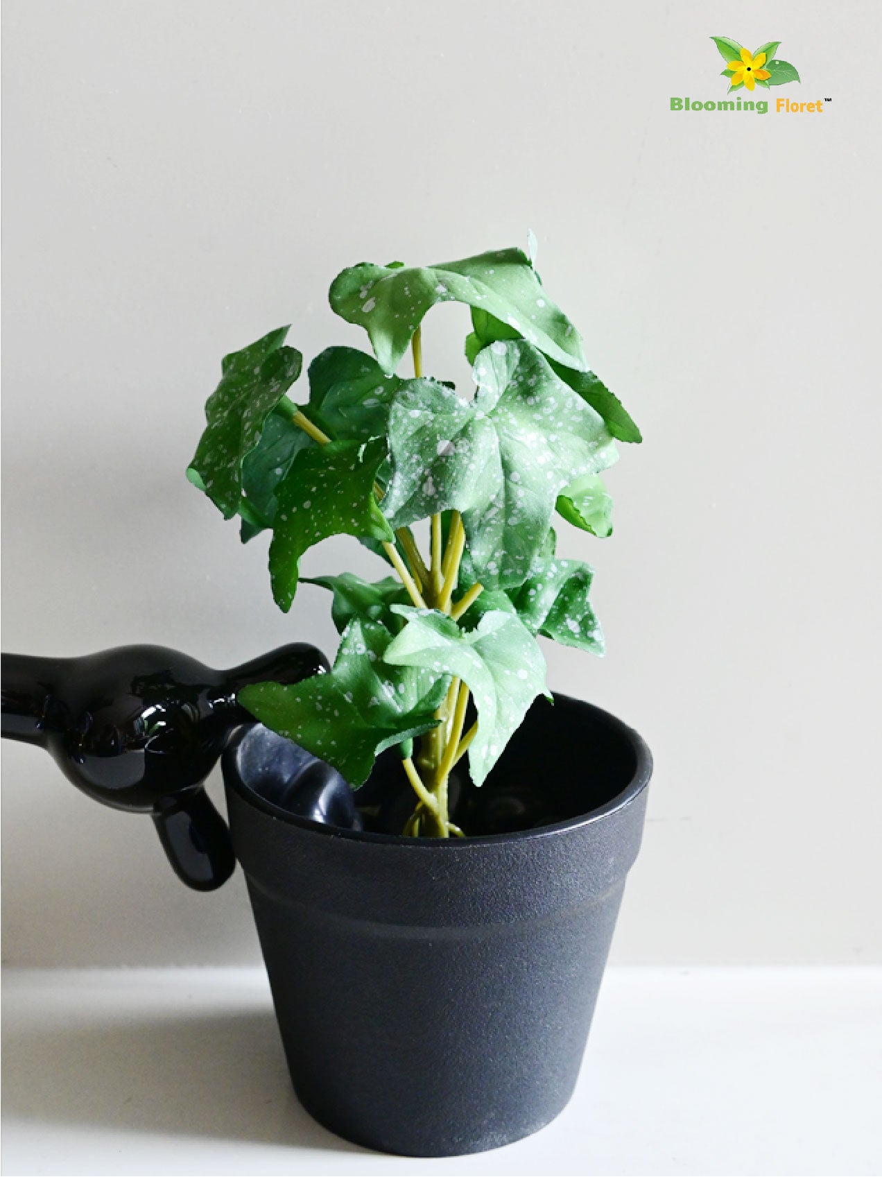 Ivy Succulent - Dark Green and White Dots Leaves (Patterned)