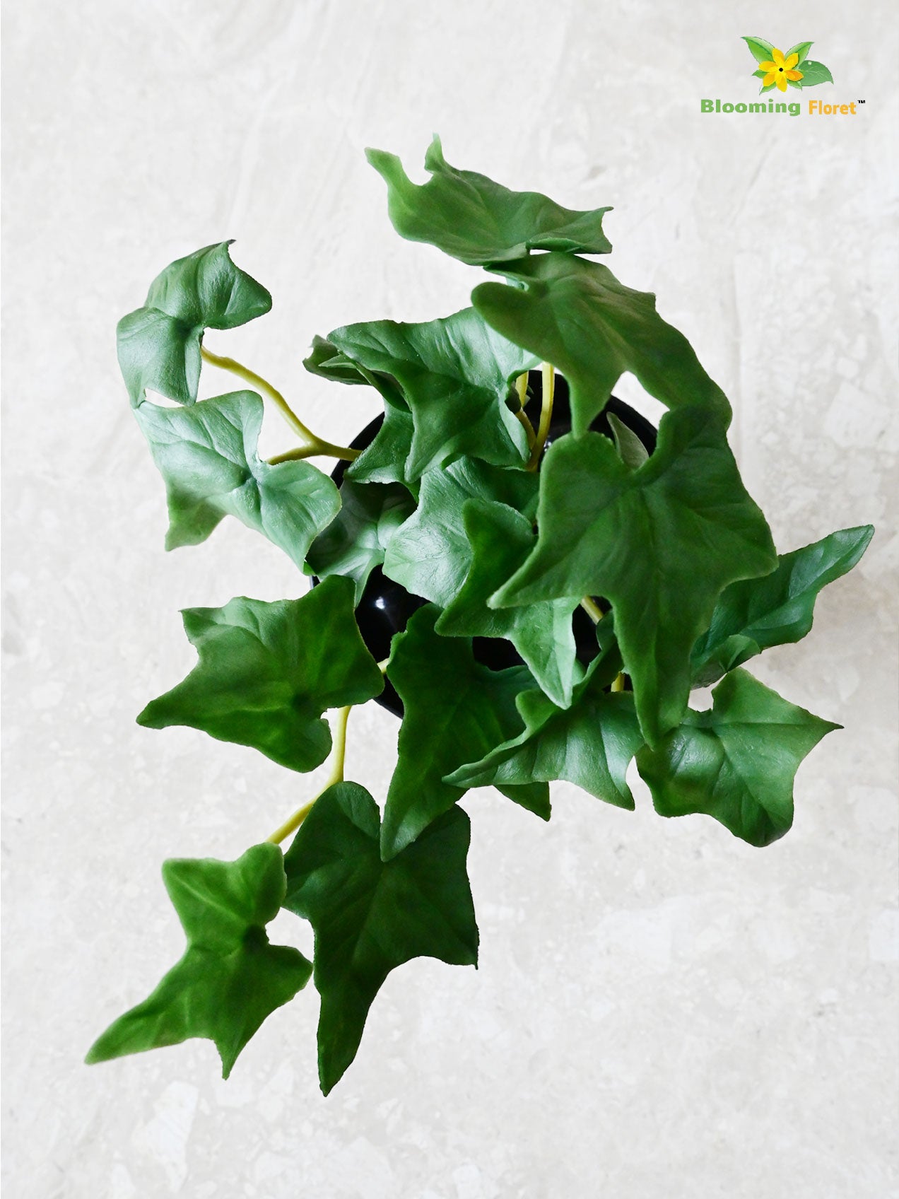 Ivy Succulent - Dark Green