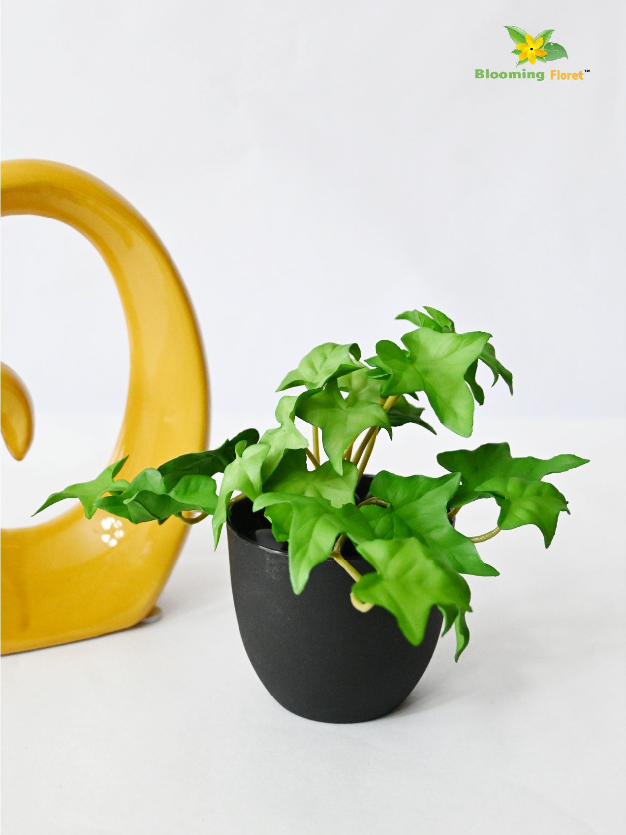 Ivy Succulent - Green (Small)