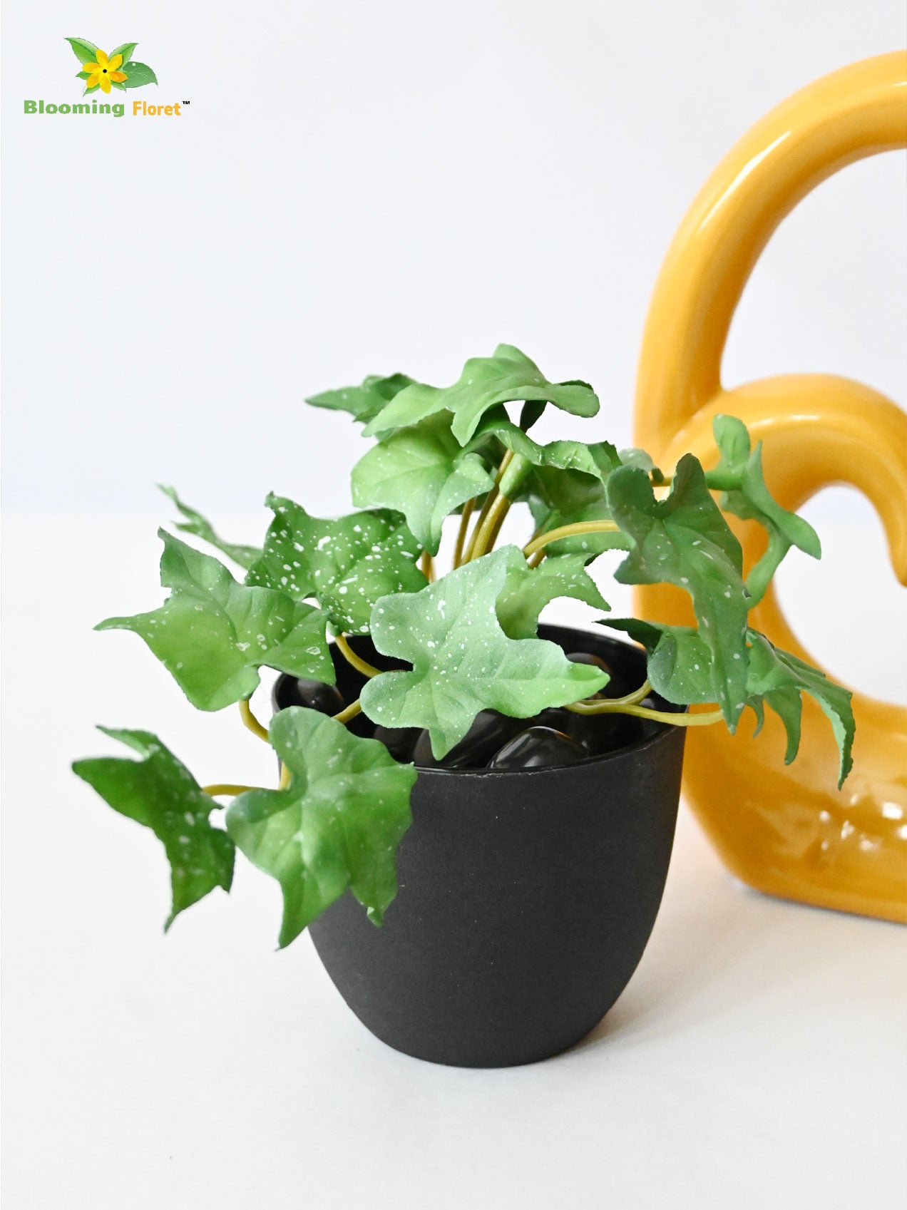 Ivy Succulent - Green and White Leaves (Patterned)