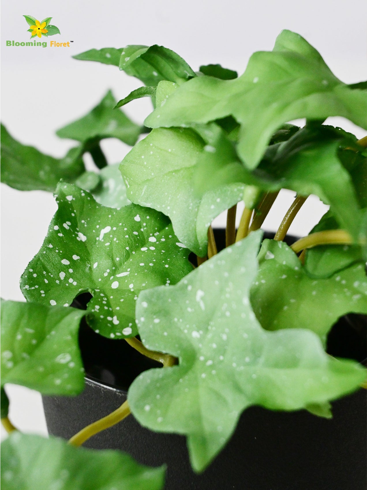 Ivy Succulent - Green and White Leaves (Patterned)