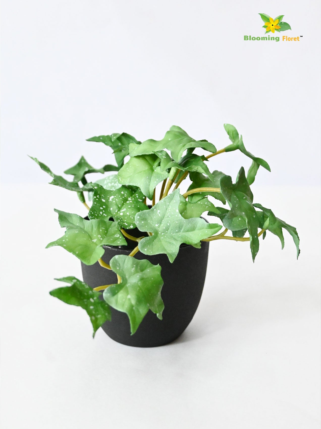 Ivy Succulent - Green and White Leaves (Patterned)