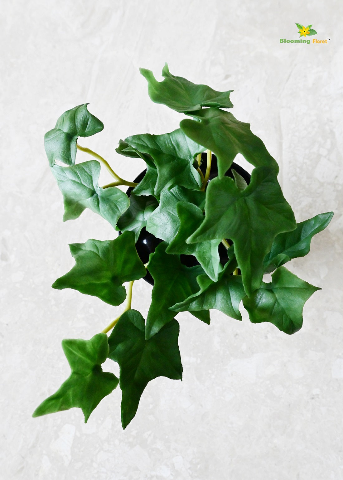 Verdant Charm Ivy Succulent